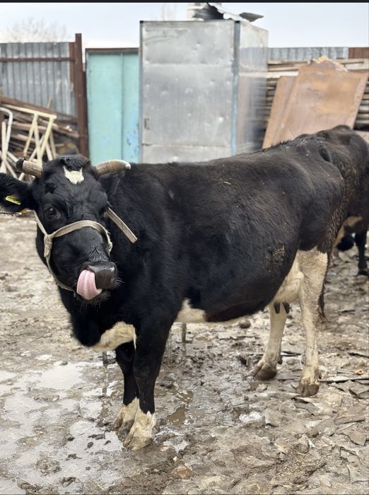 Продается Корова хороший спокойный