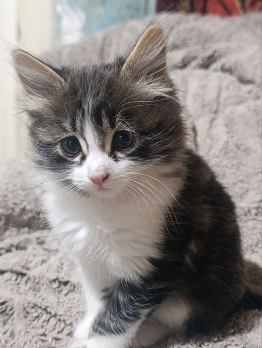 Отдаются котята, две девочки и один мальчик