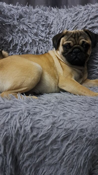 Продаю клубного щенка мопсика мальчик