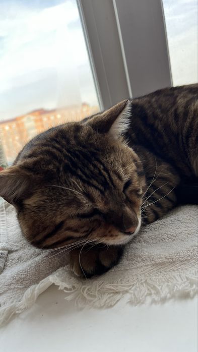 Отдадим кота в добрые руки