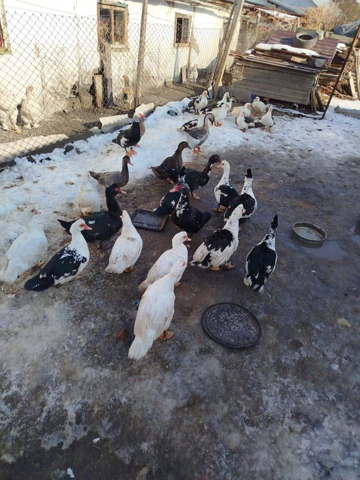 Утки селезни продам