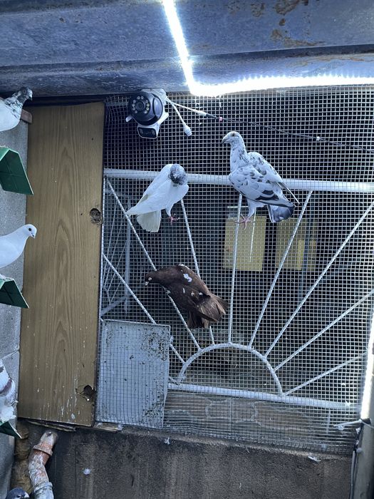 Пощенски гълъби.