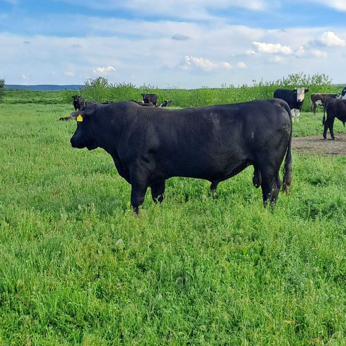 Tauri angus de vanzare