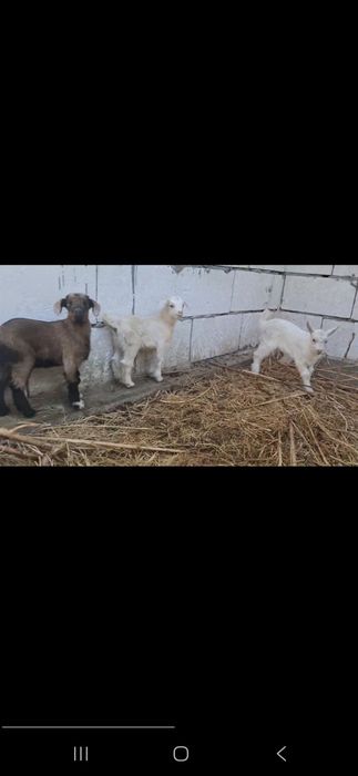 Зотли эчки болалари фермадан