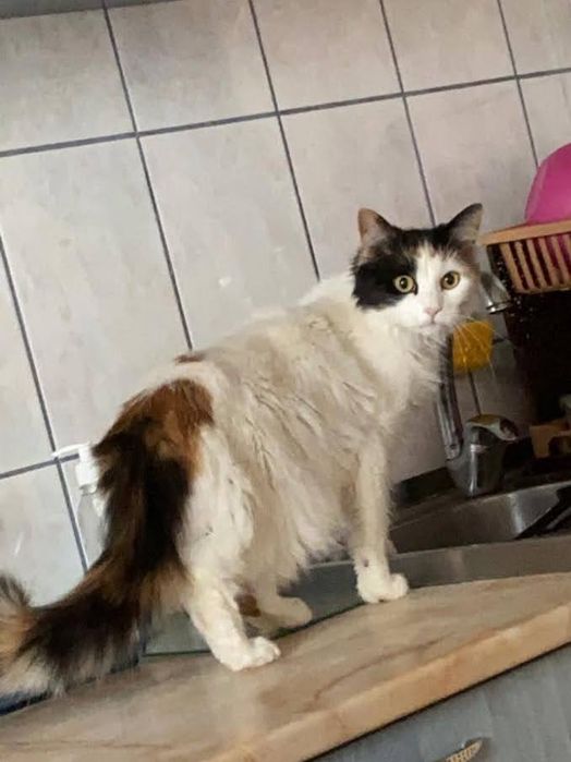 Pet sitter/ Bona ingrijitoare animale de companie.