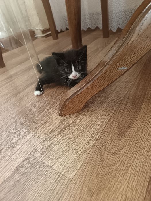 Котята домашние, добрые игривые