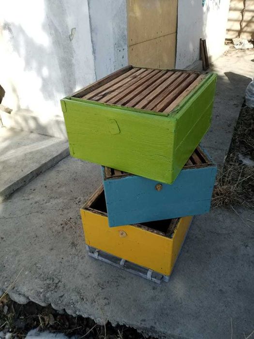 Улья рута без пчел