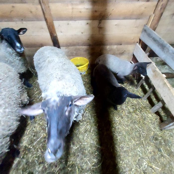 Oi de vanzare cu mielute