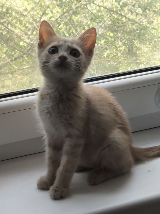 Котик 5 месяцев.