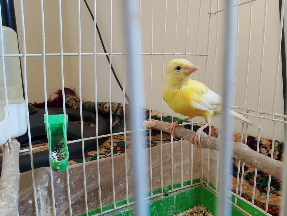 Канарейкалар бор 1 йиллик  ва 2 йиллик нар мода ишлаган таййор сайрода