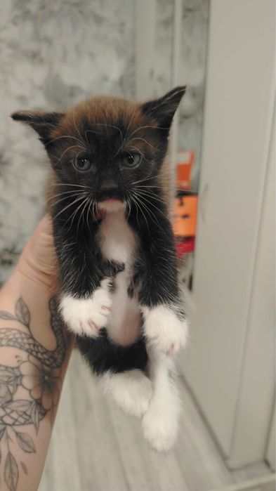 Отдам котят в хорошие руки