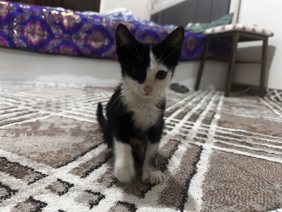 Отдам Котенка Даром