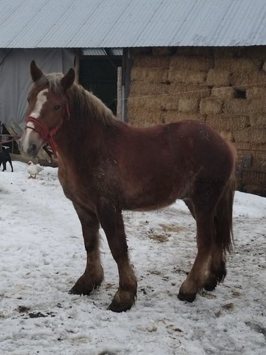 Vand manz sau schimb