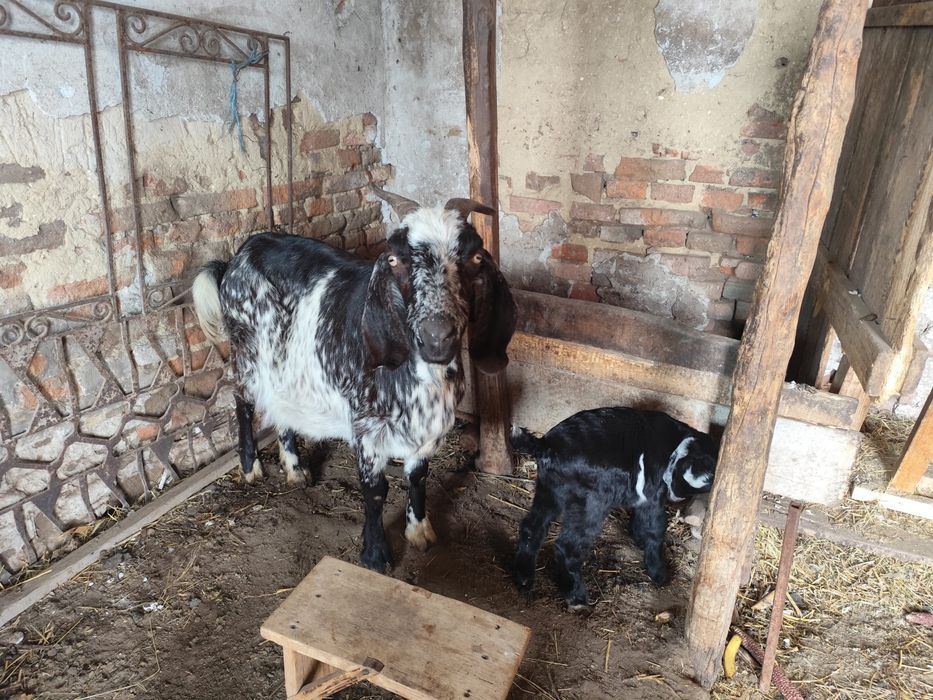 Capre metisane cu tapisori