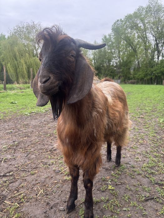 Козел породистый 1 год