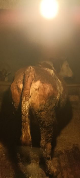 Vaca bălțată românească