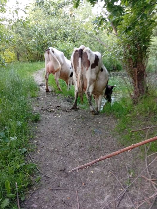 Vand 2 vaci cu vitei