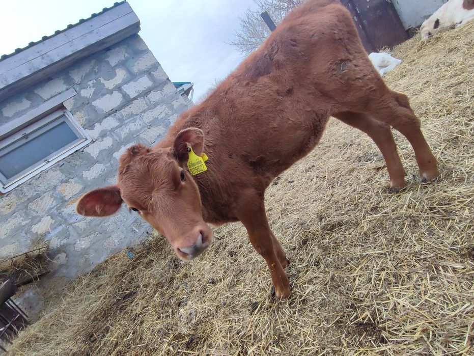 Продам  тёлочку 2, 5