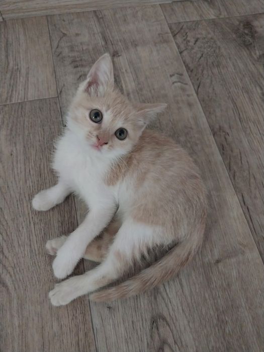 Продам котенка, котенок 3 месяца