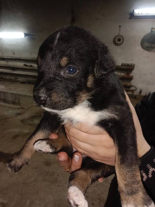 Бесплатно  щенки