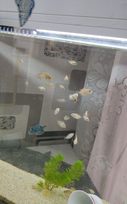 Цихлазомы цихлиды