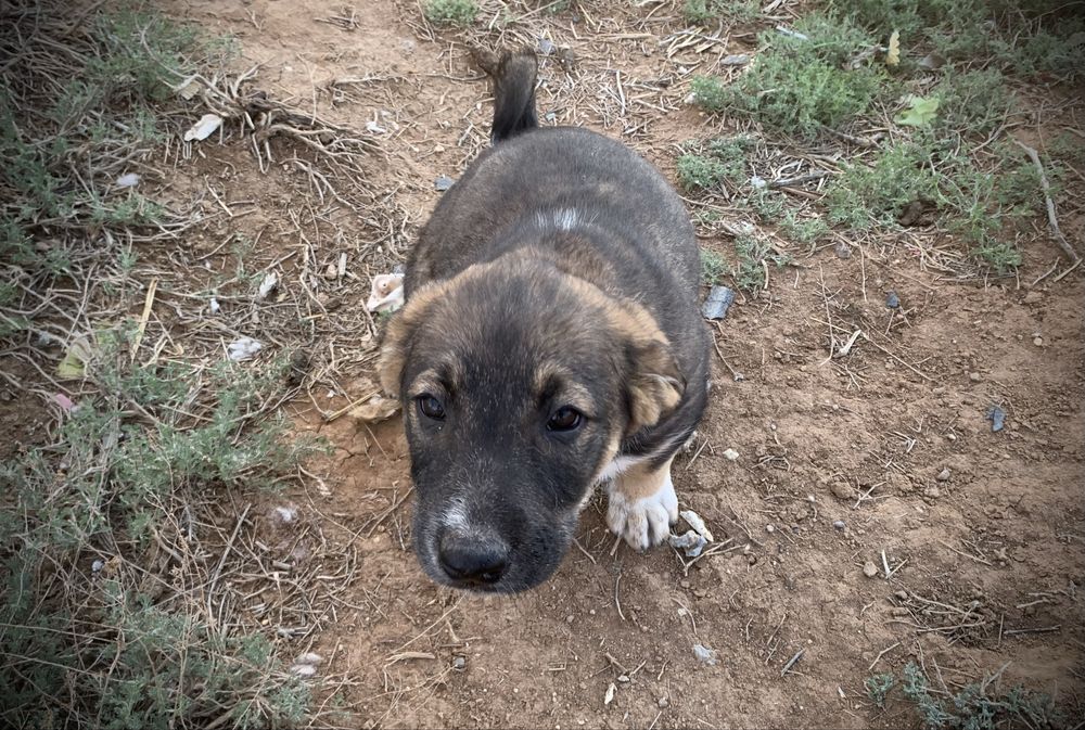 Отдам щенят адекватным людям