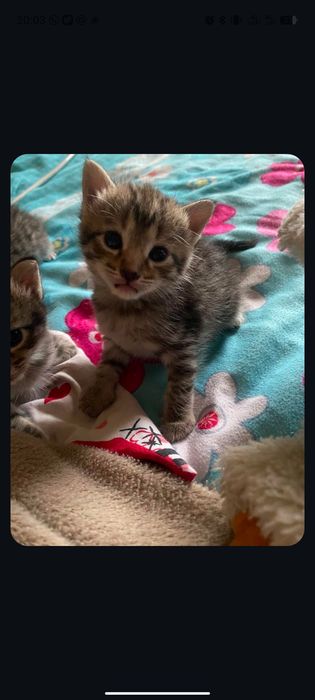 Котята тигровый открас