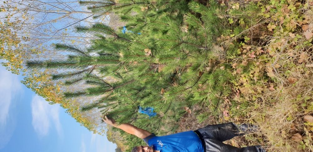 Vindem tuia pin brad argintiu