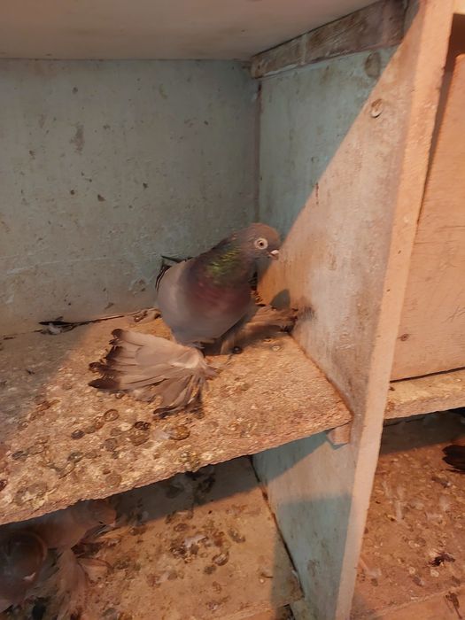 Продам породистых голубей