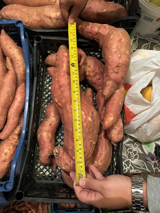 Разсад батат и сладки картофи