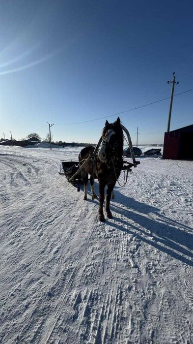 Продам АТ -мерин.