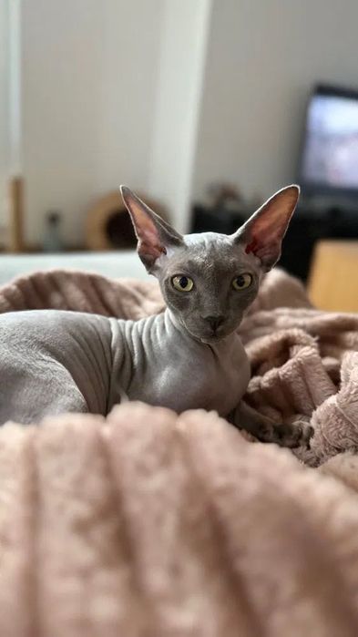 Сфинкс . Момче 5 м