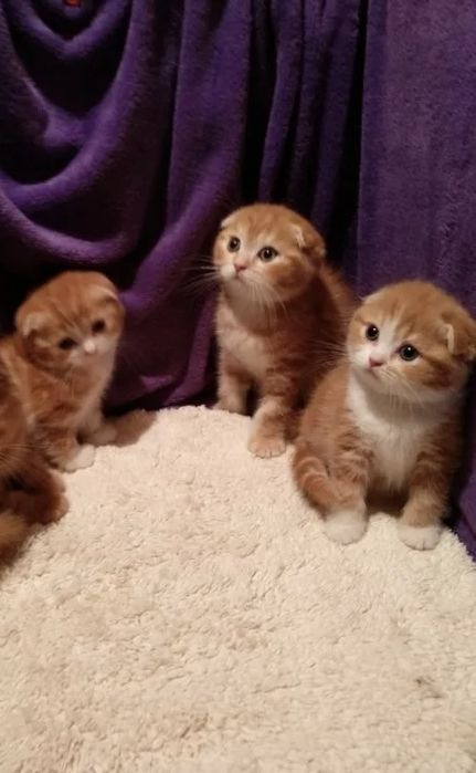 Котятки-Милашечки