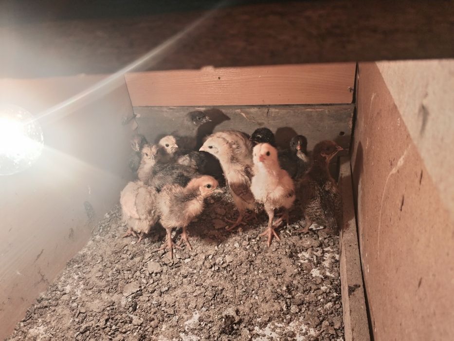 Продам 3курей и цыплят