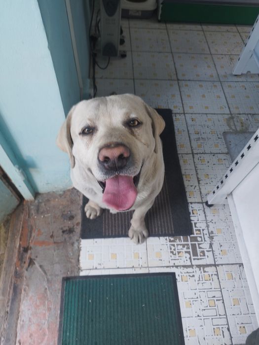 Найден лабрадор кобель