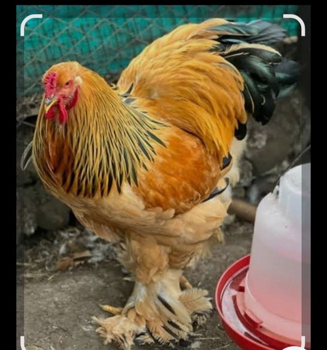 Brama va Qora shahzoda 5 oyli juja buyi 90 sm buyi yana usadi kamida 1