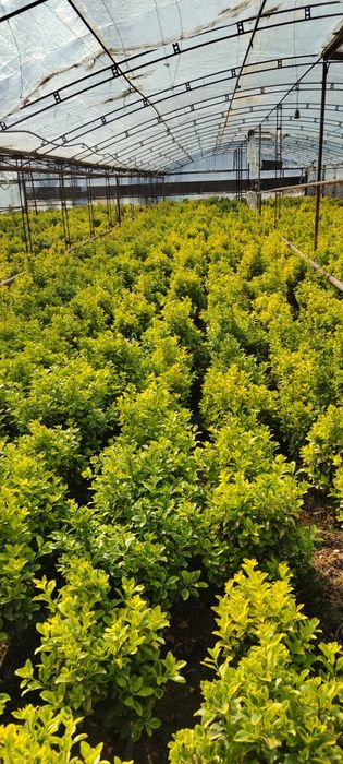 Шамшод Туретский кустарник оптом ва дона