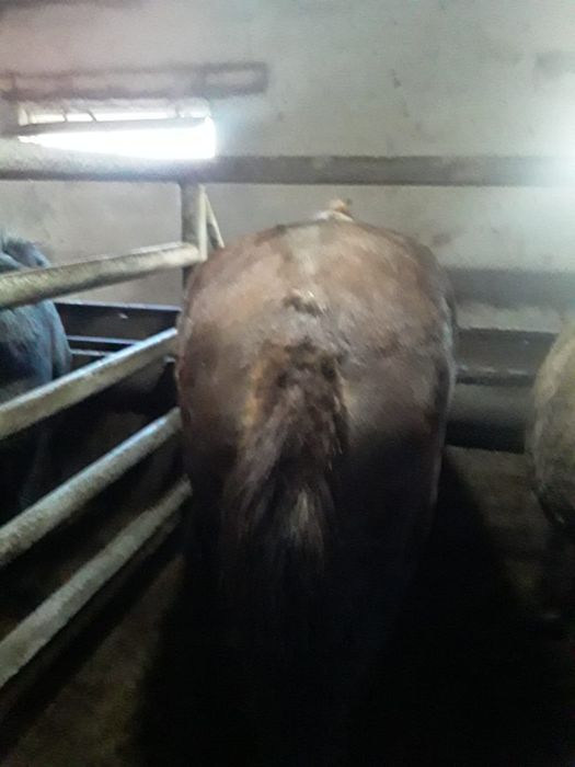 Семіз жылқылар. Қараөткел ауылы