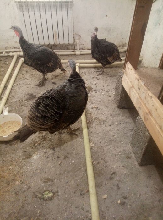 Индейка маточное поголовье