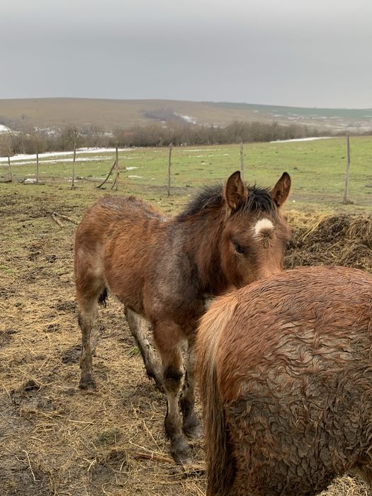 Mânză si armasar de vanzare