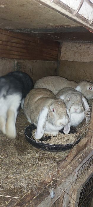 Продам кроликов от 10000