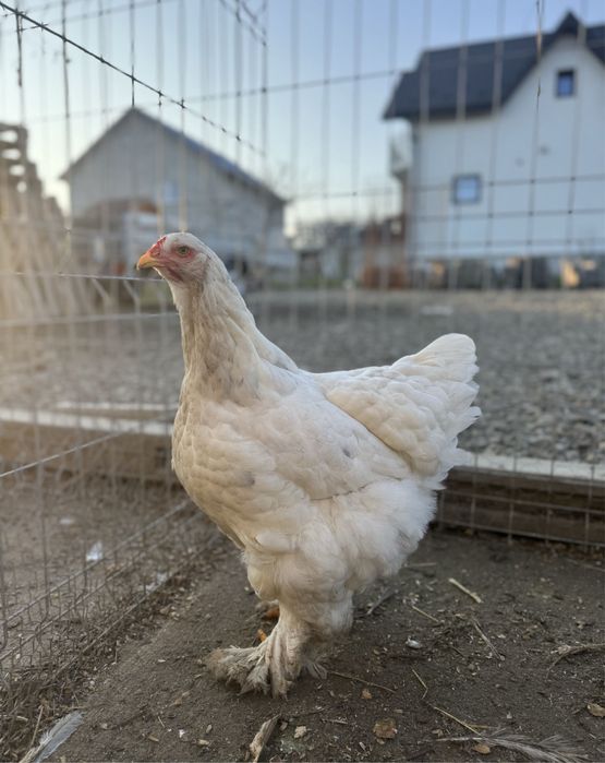 Oua brahma diferite culori