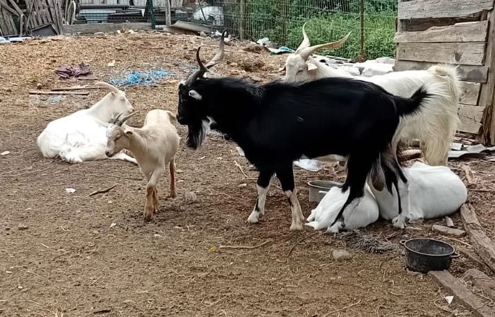 Vând capre sănătoase - Ilfov Dascălu