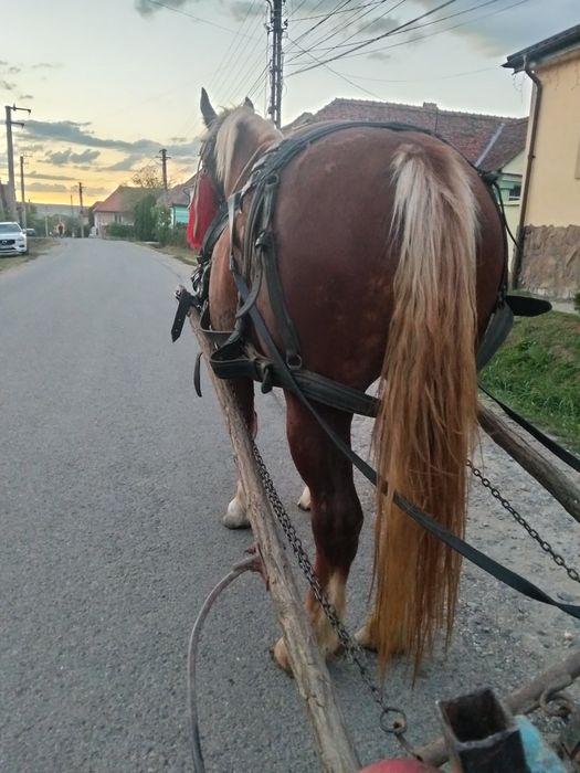 Mânză bună de 3 ani cu acte preț 2500 de euro negociabil