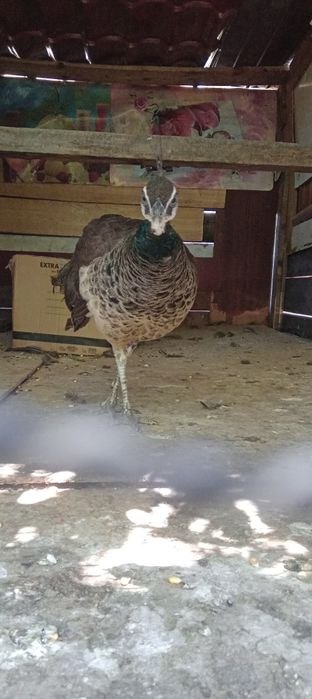 Pereche de pauni si puiul lor