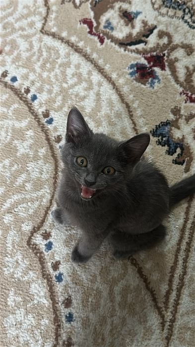 Продам серого котёнка, мальчик, 3 месяца