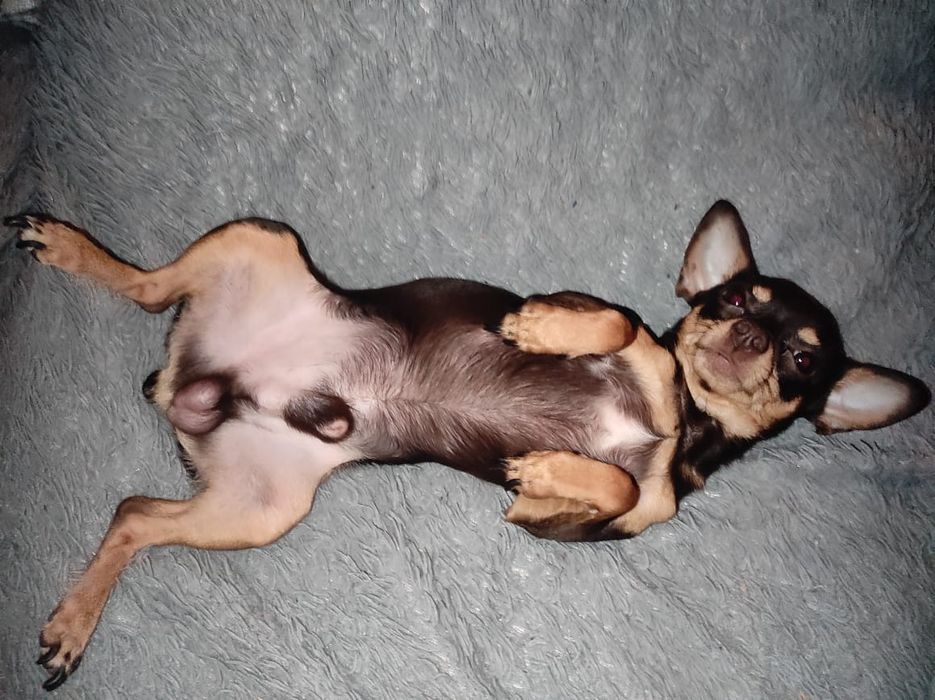 Вязка тойтерьер 5000