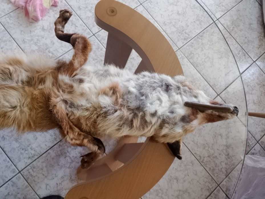 Лисича дамска яка