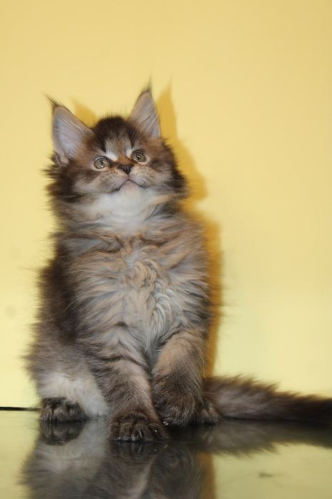 Мейн-кун мальчик