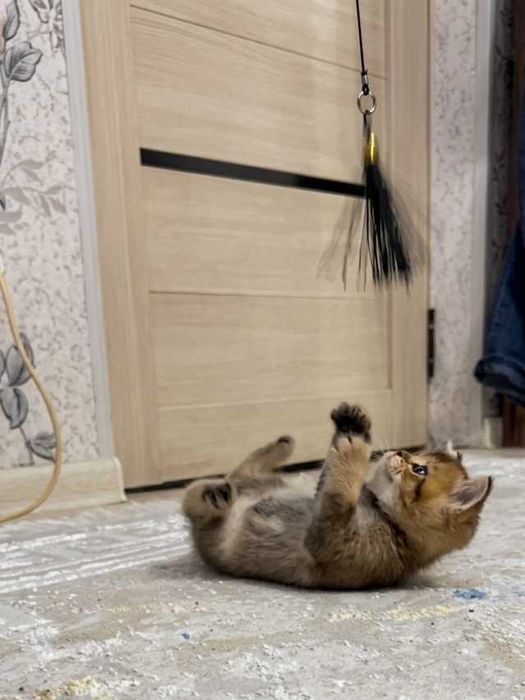 Котенок страйт 2 месяца